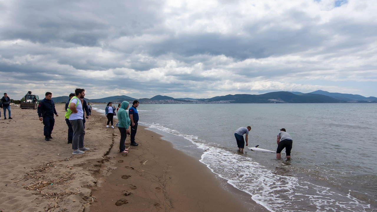 Bu görüntülere yürek dayanmaz! Yunus balığı intihar etti